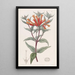 Scarlet Bouvardie Painting - Sydenham Edwards — framed artwork on a wall