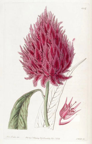 Sydenham Edwards - Scarlet Cockscomb.webp