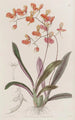 Comparettia écarlate - Sydenham Edwards — artwork view