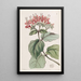 Tree of Glory Scarlet - Sydenham Edwards — framed artwork on a wall