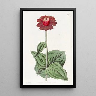 Sydenham Edwards - Scarlet Zinnia.webp