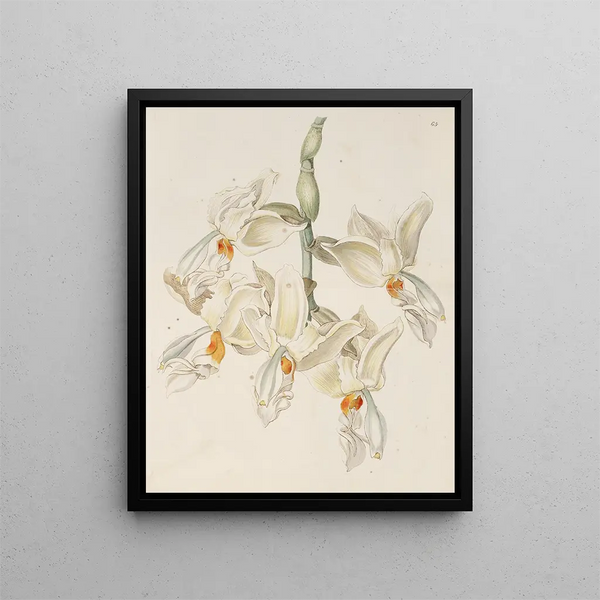 Sydenham Edwards - Scentless Stanhopea.webp