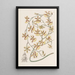 Oncidium brûlé - Sydenham Edwards — framed artwork on a wall