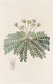 Oxalis Sensible - Sydenham Edwards — artwork view