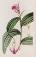 Sobralia à fleurs sessiles - Sydenham Edwards — artwork view