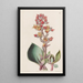 Echeveria à feuilles aiguës - Sydenham Edwards — framed artwork on a wall
