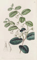 Royena brillante painting - Sydenham Edwards — artwork view