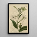Tabac de Shiraz - Sydenham Edwards — framed artwork on a wall