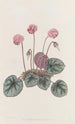 Cyclamen of the Shore - Sydenham Edwards — artwork view