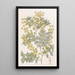 Acacia éclatant - Sydenham Edwards — framed artwork on a wall