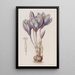 Colchique d'automne éclatant - Sydenham Edwards — framed artwork on a wall