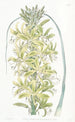 Asphodèle jaune de Sibérie - Sydenham Edwards — artwork view