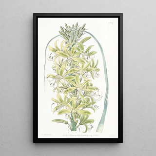 Sydenham Edwards - Siberian Yellow Asphodel.webp