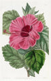 Hibiscus of China with single flower - Sydenham Edwards — artwork view