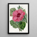 Hibiscus of China with single flower - Sydenham Edwards — framed artwork on a wall
