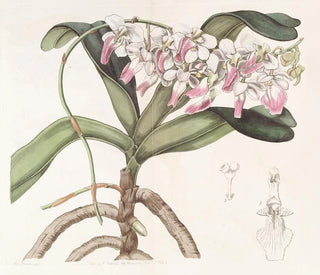 Sydenham Edwards - Sir Richard Brooks Air Plant.webp