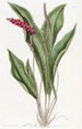 Anthurium élancé - Sydenham Edwards — artwork view