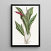 Anthurium élancé - Sydenham Edwards — framed artwork on a wall