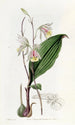 Bletia élancée - Sydenham Edwards — artwork view
