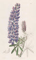 Lupin with elongated fruits - Sydenham Edwards — artwork view