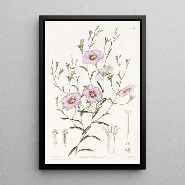 Sydenham Edwards - Slenderstemmed Nierembergia.webp