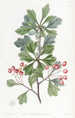 Thorn with Small Fruits - Sydenham Edwards — artwork view