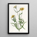 Lasthénie lisse - Sydenham Edwards — framed artwork on a wall