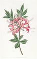 Azalée étincelante - Sydenham Edwards — artwork view