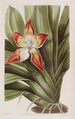 Huntleya tachetée - Sydenham Edwards — artwork view