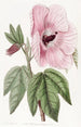Hibiscus splendide - Sydenham Edwards — artwork view