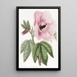 Sydenham Edwards - Splendid Hibiscus.webp