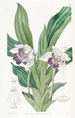 Zygopetalum with spoon-shaped lips - Sydenham Edwards — artwork view