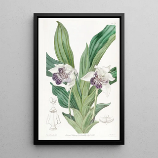 Sydenham Edwards - Spoonlipped Zygopetalum.webp