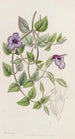 Torenia violette sans tache - Sydenham Edwards — artwork view