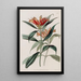 Blushwort tacheté - Sydenham Edwards — framed artwork on a wall