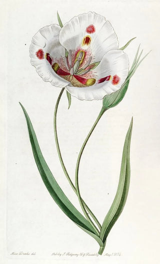 Sydenham Edwards - Spotted Calochortus.webp