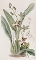 Cyrtochilum tacheté - Sydenham Edwards — weergave van het kunstwerk