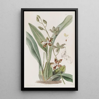 Sydenham Edwards - Spotted Cyrtochilum.webp