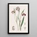 Waterband Tacheté Painting - Sydenham Edwards — framed artwork on a wall