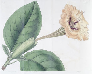 Solandra à fleurs tachetées - Sydenham Edwards — weergave van het kunstwerk