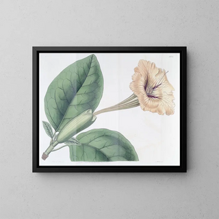Solandra à fleurs tachetées - Sydenham Edwards — ingelijst kunstwerk aan de muur