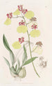 Oncidium with Spotted Wings - Sydenham Edwards — artwork view