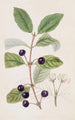 Honeysuckle with fly stain - Sydenham Edwards — artwork view