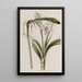 Ismène with Flowers on a Stem - Sydenham Edwards — framed artwork on a wall