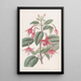 Fuchsia Painting by Standish - Sydenham Edwards — framed artwork on a wall