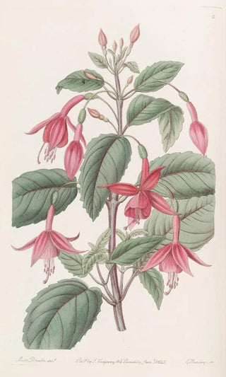Sydenham Edwards - Standishs Fuchsia.webp