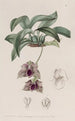 Maxillaria similar to Stapelia - Sydenham Edwards — artwork view