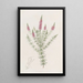 Dysophyll étoilé - Sydenham Edwards — framed artwork on a wall