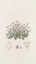 Cresson violet without stem - Sydenham Edwards — artwork view