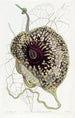 Aristoloche puante - Sydenham Edwards — artwork view